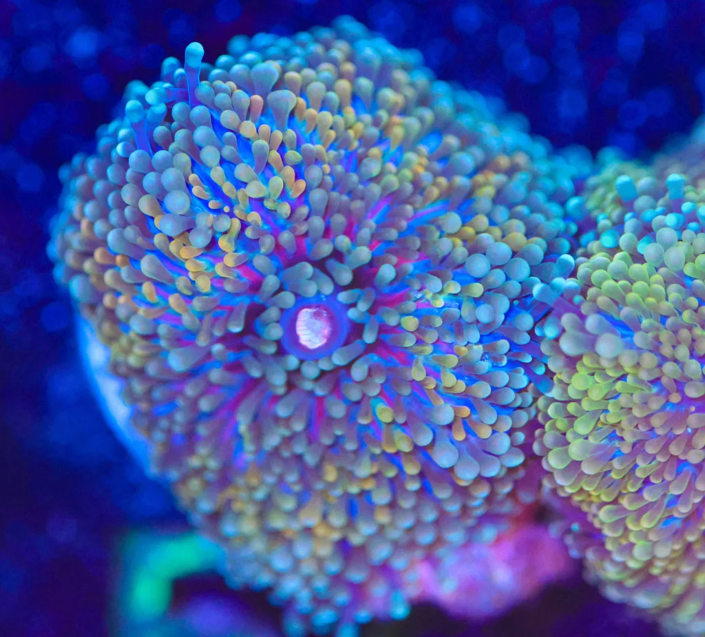 Frag Box Corals