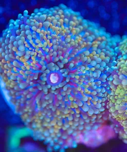 Wysiwyg Florida Ricordea Mushroom Frag [F57]