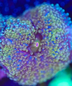 Wysiwyg Florida Ricordea Mushroom Frag [F58]