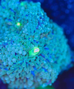 Wysiwyg Florida Ricordea Mushroom Frag  [F59]