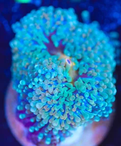 Wysiwyg Florida Ricordea Mushroom Frag  [F64]