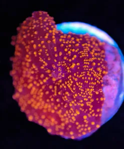 Wysiwyg Orange Interstellar Mushroom [F45]