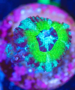 Wysiwyg Donatelloa Acan Frag [F1]