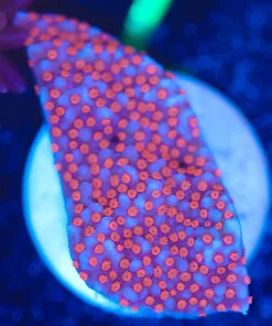 Wysiwyg Superman Montipora Frag [F7]