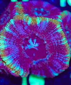 Wysiwyg Huge Ice Laser Acan Frag [F10] *Free shipping - NO minimum livestock spend*