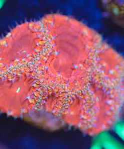 Wysiwyg Large Lava Blastomussa Frag [F15]