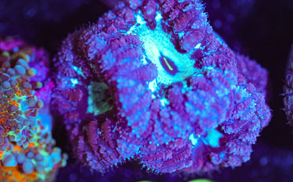 Frag Box Corals