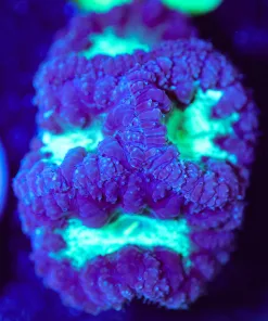 Wysiwyg Large Blastomussa Frag [F39]