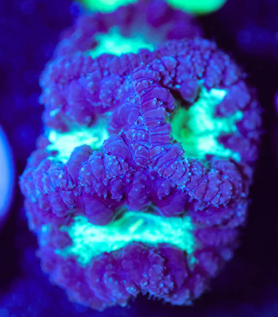 Frag Box Corals