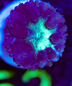 Wysiwyg Blastomussa Frag [F52]