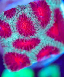 Wysiwyg Small Favia Frag [F81]