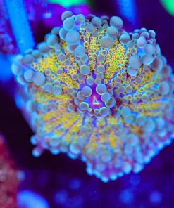 Wysiwyg Ricordea Yuma Coral Frag [F90]