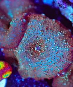 Wysiwyg 3x Mushroom Coral Frag [F91]