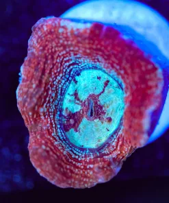 Wysiwyg Blue Mouth Bowerbanki Frag [F92]