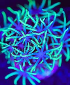 Wysiwyg Green Spaghetti GSP Frag [F95]