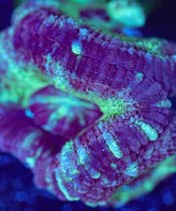 Wysiwyg Acan Frag [F101]