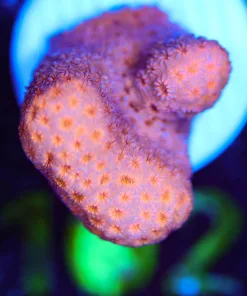 Wysiwyg Orange Cactus Pavona Frag [F102] *uncommon species*