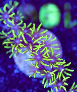 Wysiwyg Small GSP Frag [F106]