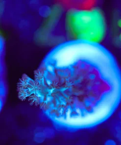 Wysiwyg Small Blue Kenya Tree Frag [F107]