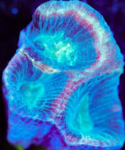 Wysiwyg Large Favia Frag [F108]