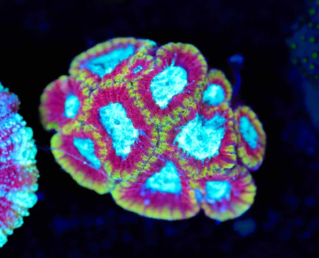 Frag Box Corals