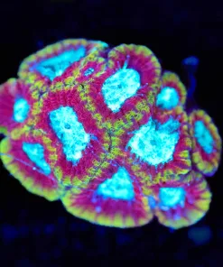 Wysiwyg Ultron Favia Frag [F114] *Last Frag*