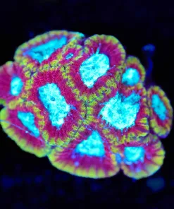 Wysiwyg Ultron Favia Frag  [F114] *Last Frag*