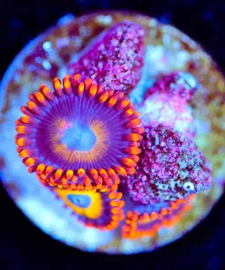 Wysiwyg Small Blue Eye Blond Zoanthid Frag [F116]