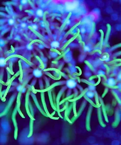 Wysiwyg White Mouth GSP Frag  [F121]