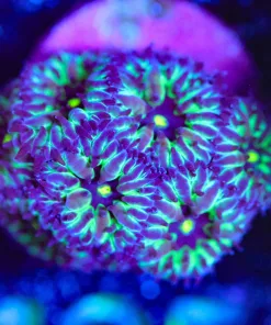 Wysiwyg Blastomussa Frag [F125]