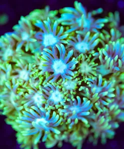 Wysiwyg Flowerpot Coral Frag [F127]