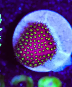 Wysiwyg Small Cyphastrea Frag [F128]