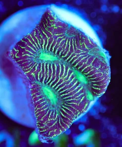 Wysiwyg Small Green Favia Frag [F131]