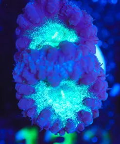 Wysiwyg 2x Glowing Blastmoussa Coral Frag [F132]*Free Shipping ! Minimum $249 livestock spend*