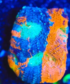 Wysiwyg Half & Half Blue Orange Acan Frag [F133]