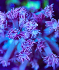 Wysiwyg Blue Pink Flowerpot Coral Frag [F145]