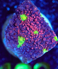 Wysiwyg Purple Mummy Chalice Frag [F103]