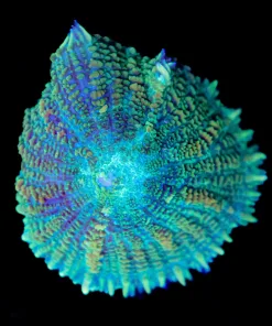 Large Giga Rhodactis Mushroom Frag (Row #93)