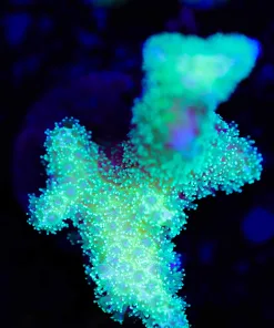 Wysiwyg SUPER Bright Pocillipora Frag [F151]