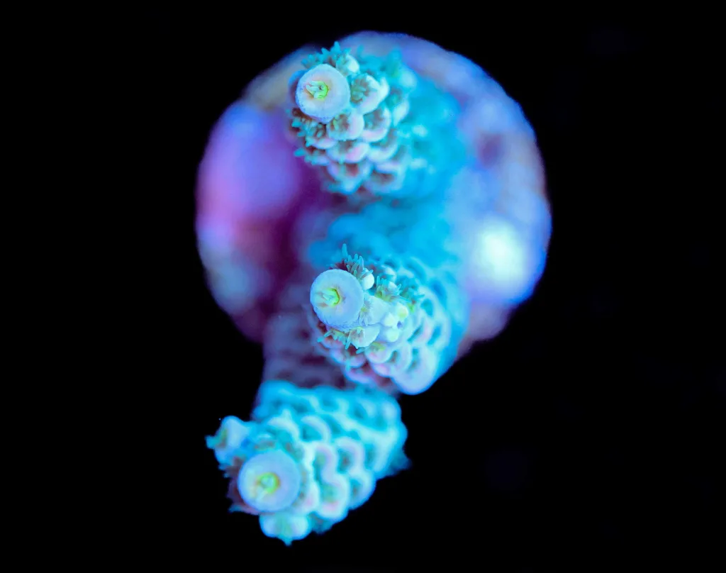 Frag Box Corals