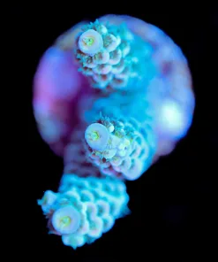 Wysiwyg Tri Color Acropora Tenuis Frag [F153]