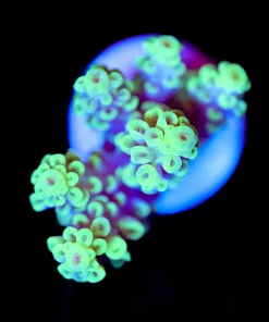 Wysiwyg Highlighter Xmen Tenuis Frag [F156]