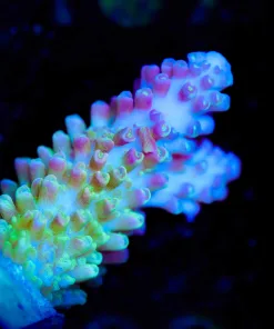 Wysiwyg Acropora Abradoindes Frag [F162] *Uncommon Species*