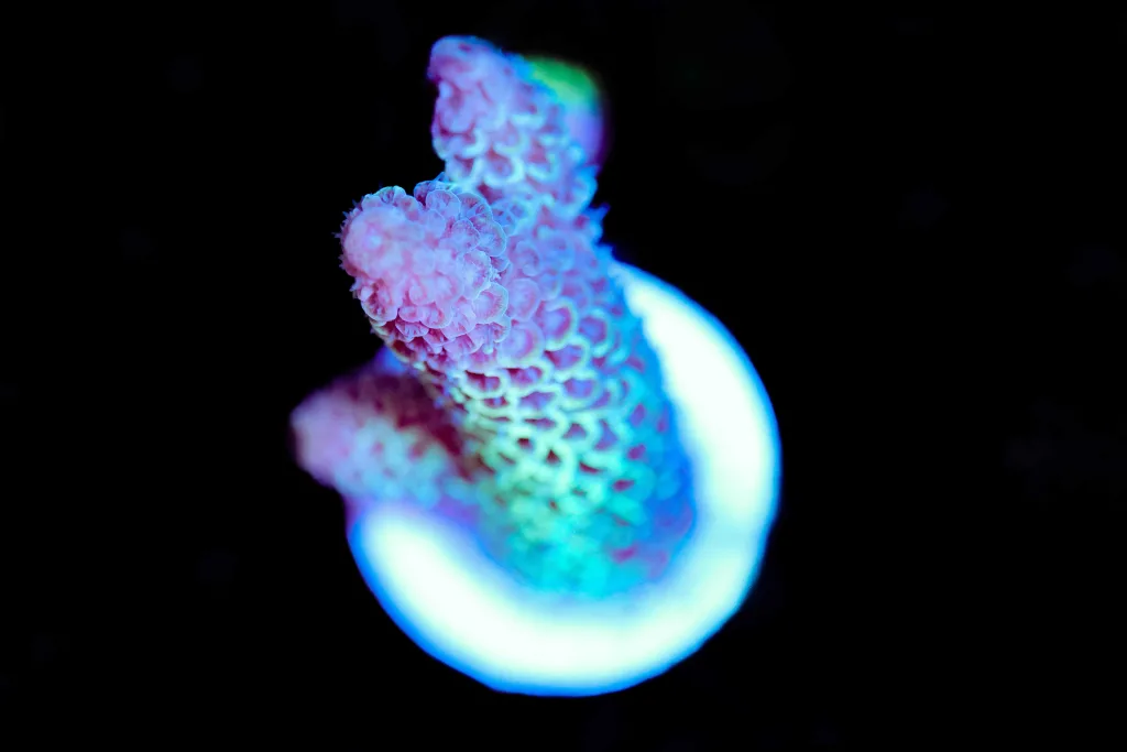 Frag Box Corals
