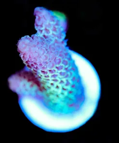 Wysiwyg Two Tone Acropora Spathulata Frag [F164]