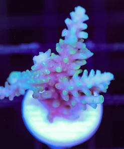 Wysiwyg Large Yellow Corralite Blue Acropoa Frag [F167]