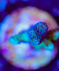 Wysiwyg Birds Of Paradise Frag Small [F176]