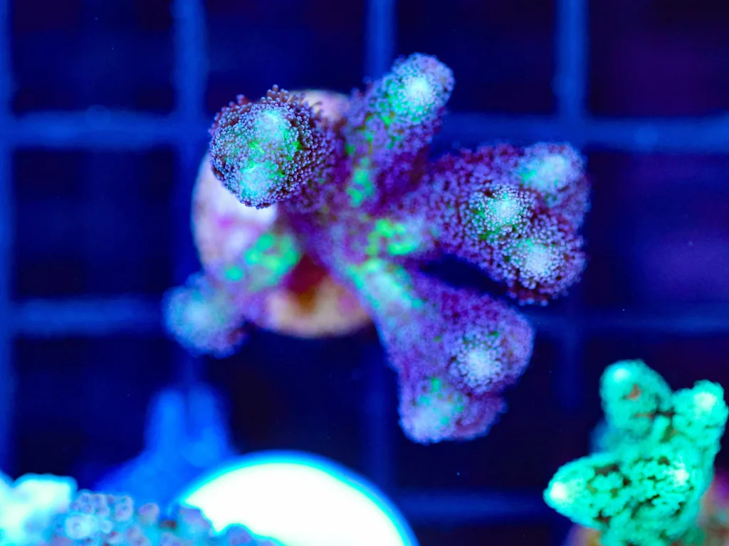 Frag Box Corals