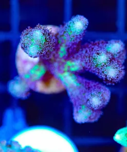 Wysiwyg Large Birds Of Paradise Frag [F177]