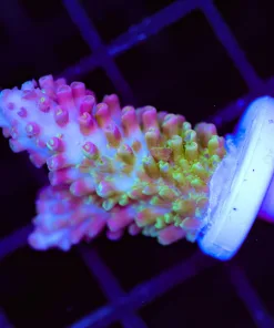 Wysiwyg Acropora Abradoindes Frag [F179] *Uncommon Species*